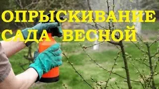 Опрыскивание сада весной! Это Важно!