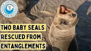 Two Baby Seals Rescued From Entanglements