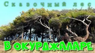 Сказочный лес в Окурджаларе