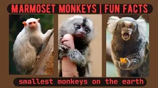 The Small Wonders: Marmoset Monkeys in 4k Ultra HD | Nature's Sweet Tales.