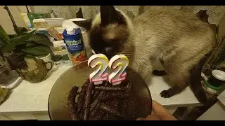 22 года в строю! День рождения моего кота )