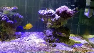 Aquarium air laut sederhana