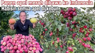 PANEN APEL MERAH DIBAWA KE INDONESIA || HABISIN SEMUA APEL DI KEBUN