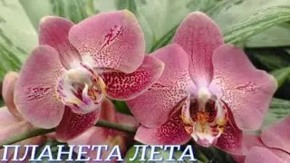 №903/ СВЕЖАЯ , красивая ПОСТАВКА орхидей в с/ц ПЛАНЕТА ЛЕТА