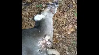 GRAPHIC Tumors on Deer :WARNING