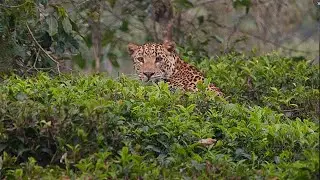 Leopard Spotted in Kattabettu village Kotagiri