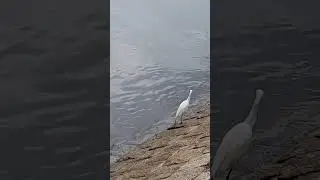 #egret #birds #viral #nature