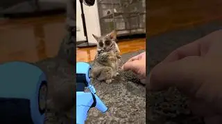 Cute Loris 01_උණහපුළුවගෙ ලස්සන කොහොමද_ Subscribe me#shorts #shortvideo _bush baby _ Galago #trending