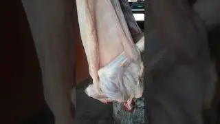 Fresh goat meat shake