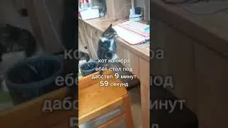 Кот ебет стол под дабстеп