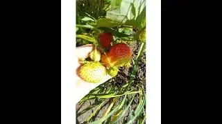 Клубника Королева Елизавета/Описание
