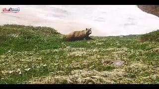 Встреча бурого медведя и человека на Камчатке