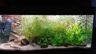 Clay Stone Aquarium 2020