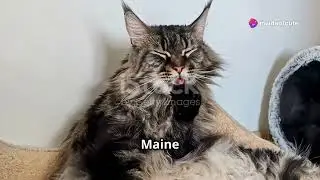 🐱All About Maine Coon Cats🐱: Fun Facts & Care Tips!