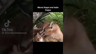 Floppa  