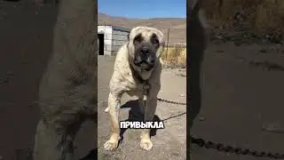 Вот почему собака никогда не победит волка #собака#волк#животные#факты#интересно#рекомендации