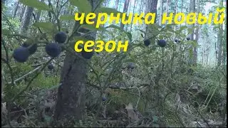 и снова черника .