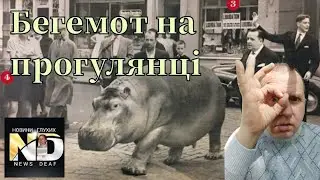 Бегемот на прогулянці