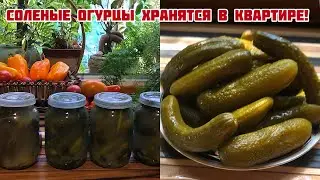 Соленые огурцы хранятся в квартире без холодильника!
