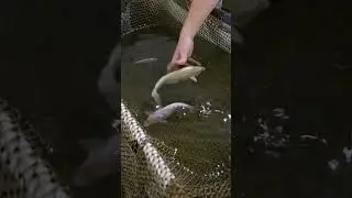 Расцветки Карпов Кои