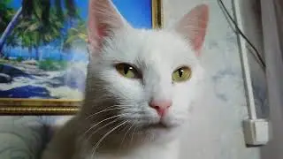 Котёнок Као Мани