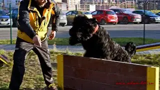 Снарядный комплекс РЧТ щенка * Playground BRT puppy training * www.adam-brt.ru