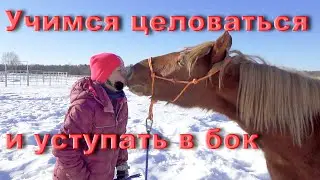Учимся лошадь трюку 