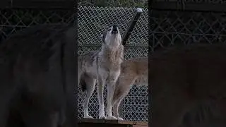 Majestic hybrid wolf howl 🐺 