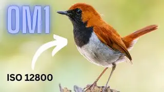 OM1 and high ISO | Can it produce excellent results?