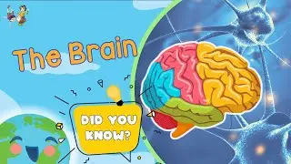 The Brain for Kids (Educational Videos For Kids)