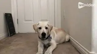 Yellow lab puppy