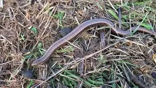 Slow Worm