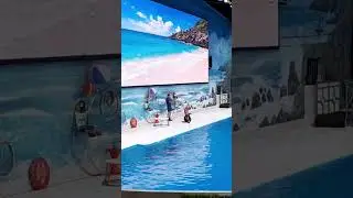 Seal Show at Dubai Dolphinarium