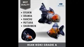 IKAN MAS KOKI ORANDA