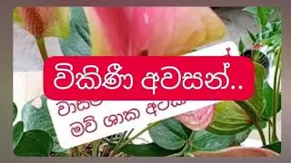 පැකේජ අංක #25 මව් ශාක 8 ක් බුෂ් 3.. 🪴🪴විශ්වාසයෙන් මිලදී ගැනිමට අප හා එක් වන්න.. 🤗🤗👍👍🙂🙂