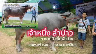 เจ้าหนึ่ง ลำปาว ✅ ขุนพลฟาร์มควายงาม กาฬสินธุ์