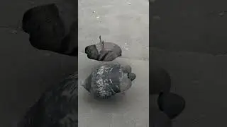 Crazy pigeon