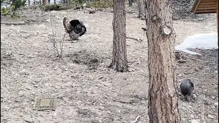 David Wilcock Hangout: Beautiful Male Turkey Bravely Defends His Wife So She Can Eat (82 secs)