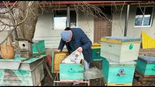 Зимовка бджолосімей 2022- 2023 розпочалась / Бджільництво в Україні