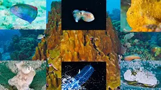 Night Creatures Bonaire ep. 47