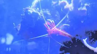 Limpet Spawn