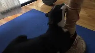 Cute Cat Stories - Freddie gets very “happy”
