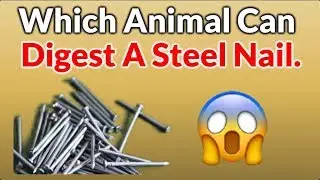 Which Animal Can Digest A Steel Nail