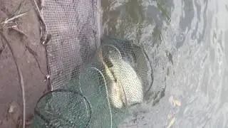 Đi câu cá bị cá to lôi mất cả cần, điện thoại thì rơi xuống nước :(