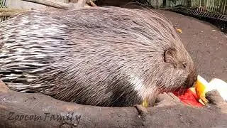 Самое аппетитное чавканье. Очень жадные дикобразы любят арбузы. Porcupine eating tasty