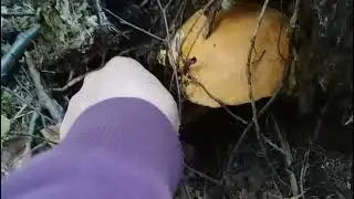Удачный сбор грибов