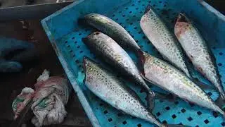 Как разделывают скумбрию в Японии и делают филе