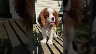 Бест Илреан Жалан 🌺 #кавалеркингчарльзспаниель #любовь #puppy #собака