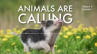 Understanding how animals really think and feel | Animals Are Calling #podcast