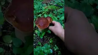 White mushrooms are like in a fairy tale 🔥